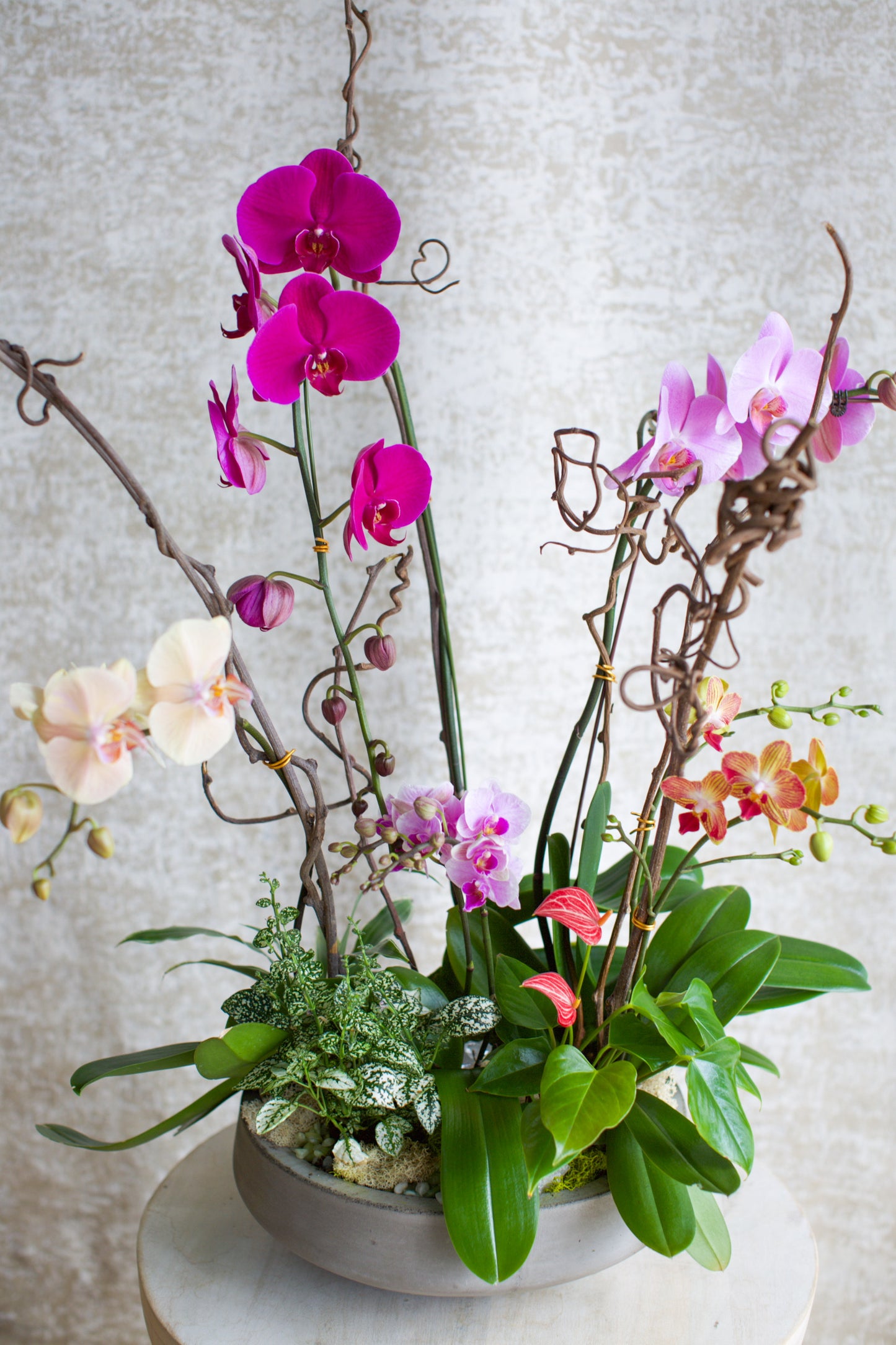 Large Living Orchid Arrangement