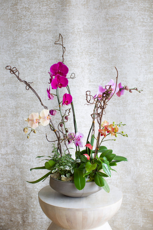 Large Living Orchid Arrangement