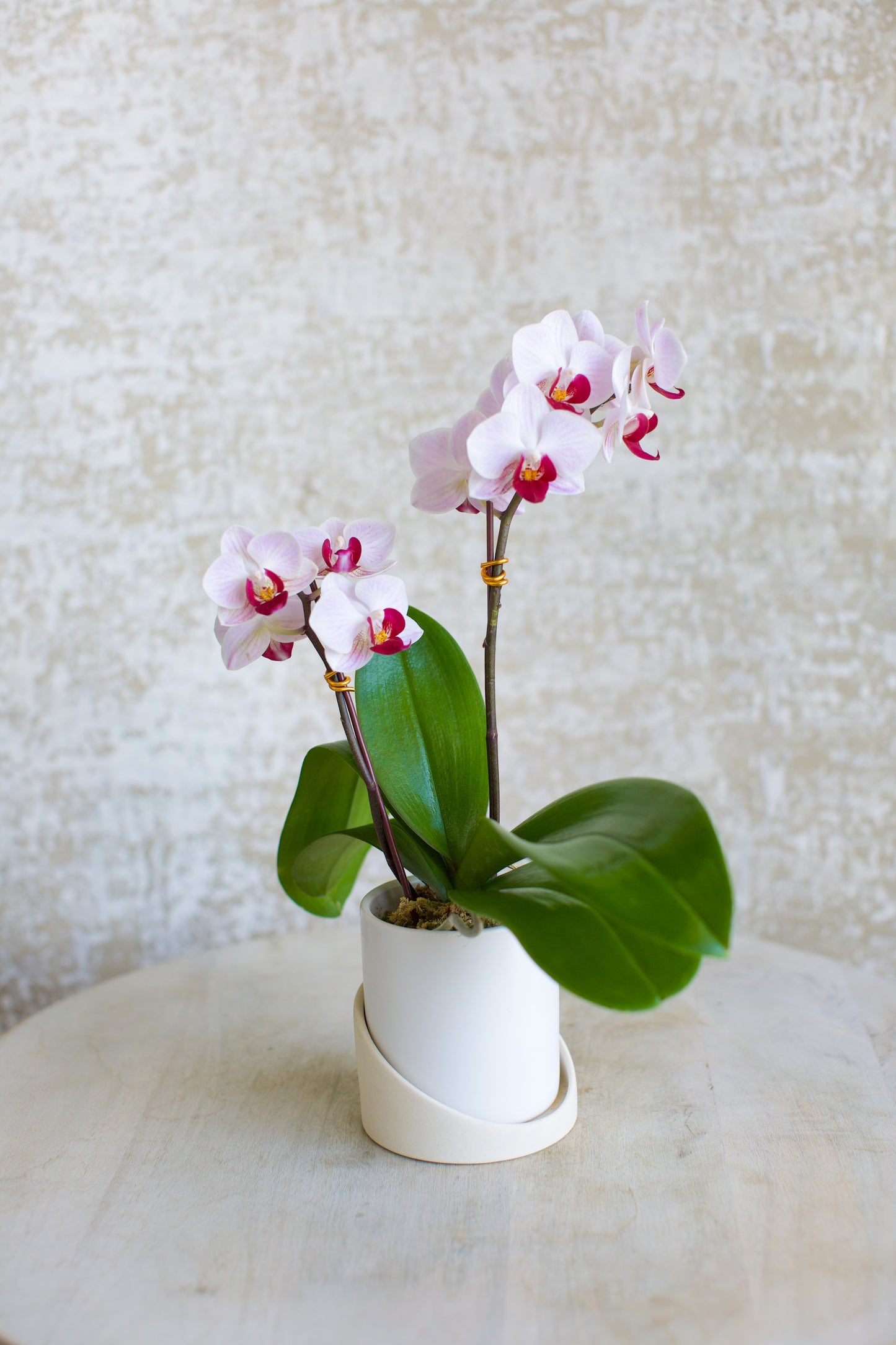 Mini Living Orchid Arrangement