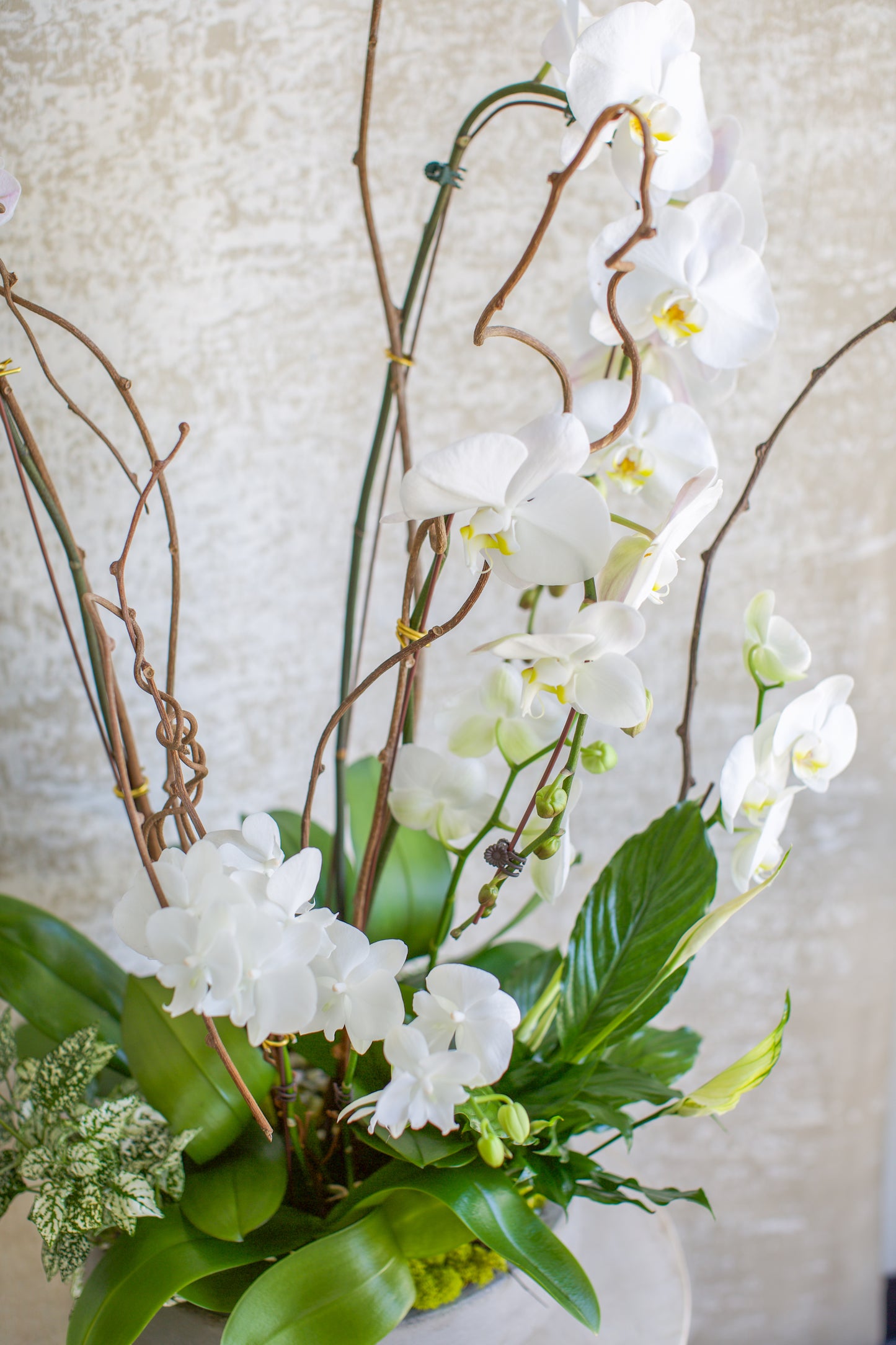 Large Living Orchid Arrangement