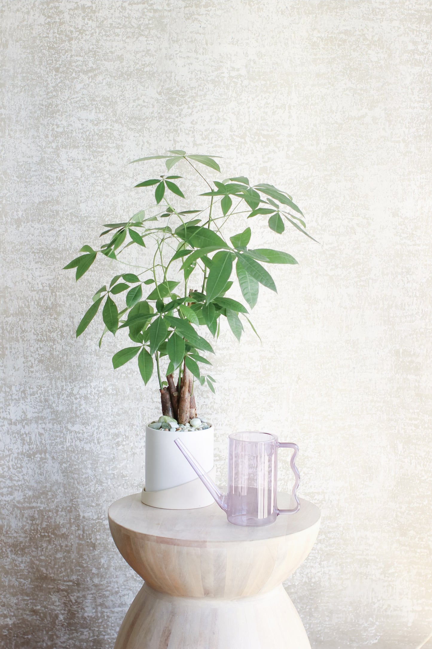 Positive Energy Money Tree + Watering Can Gift Set