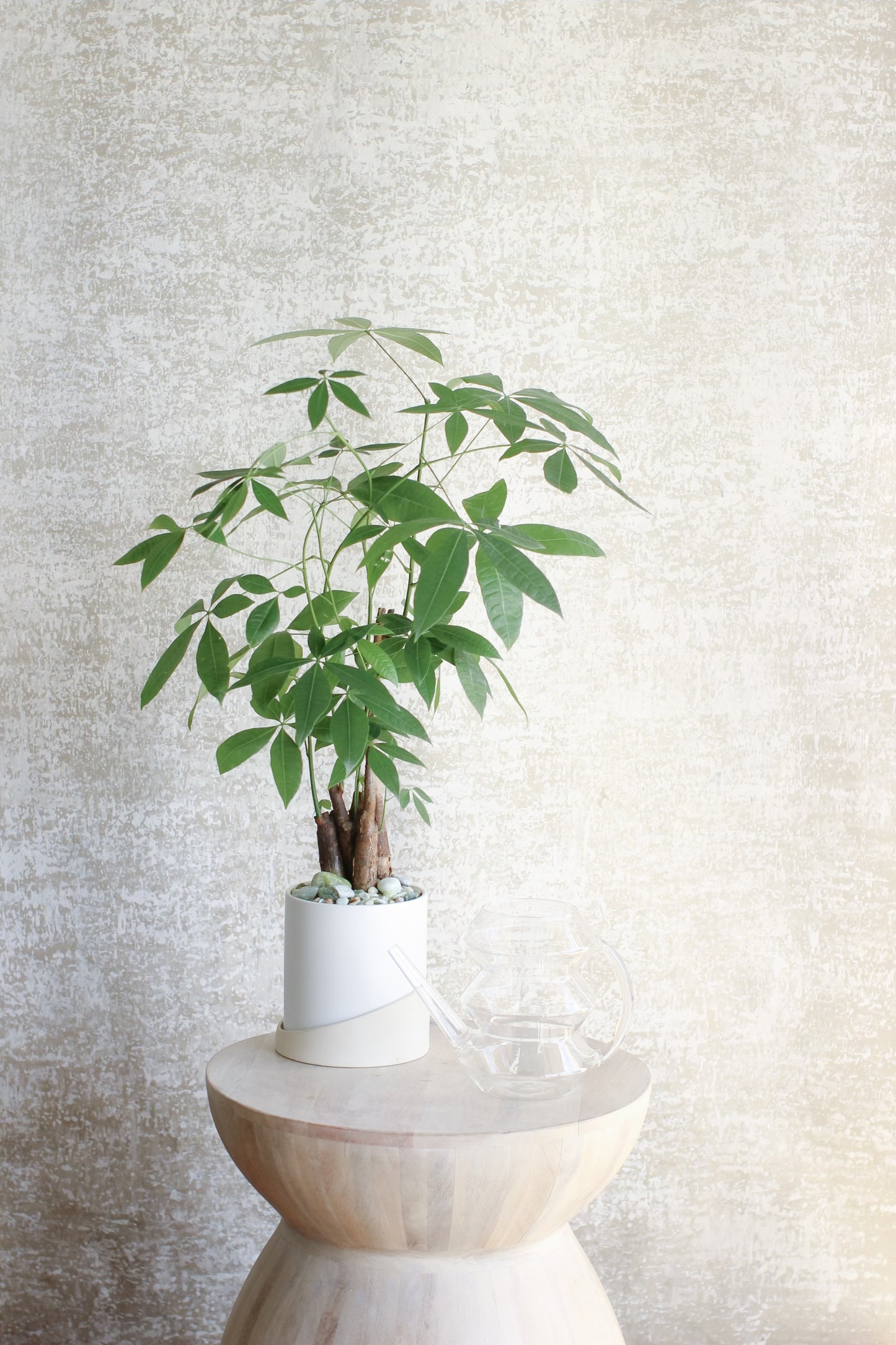 Positive Energy Money Tree + Watering Can Gift Set