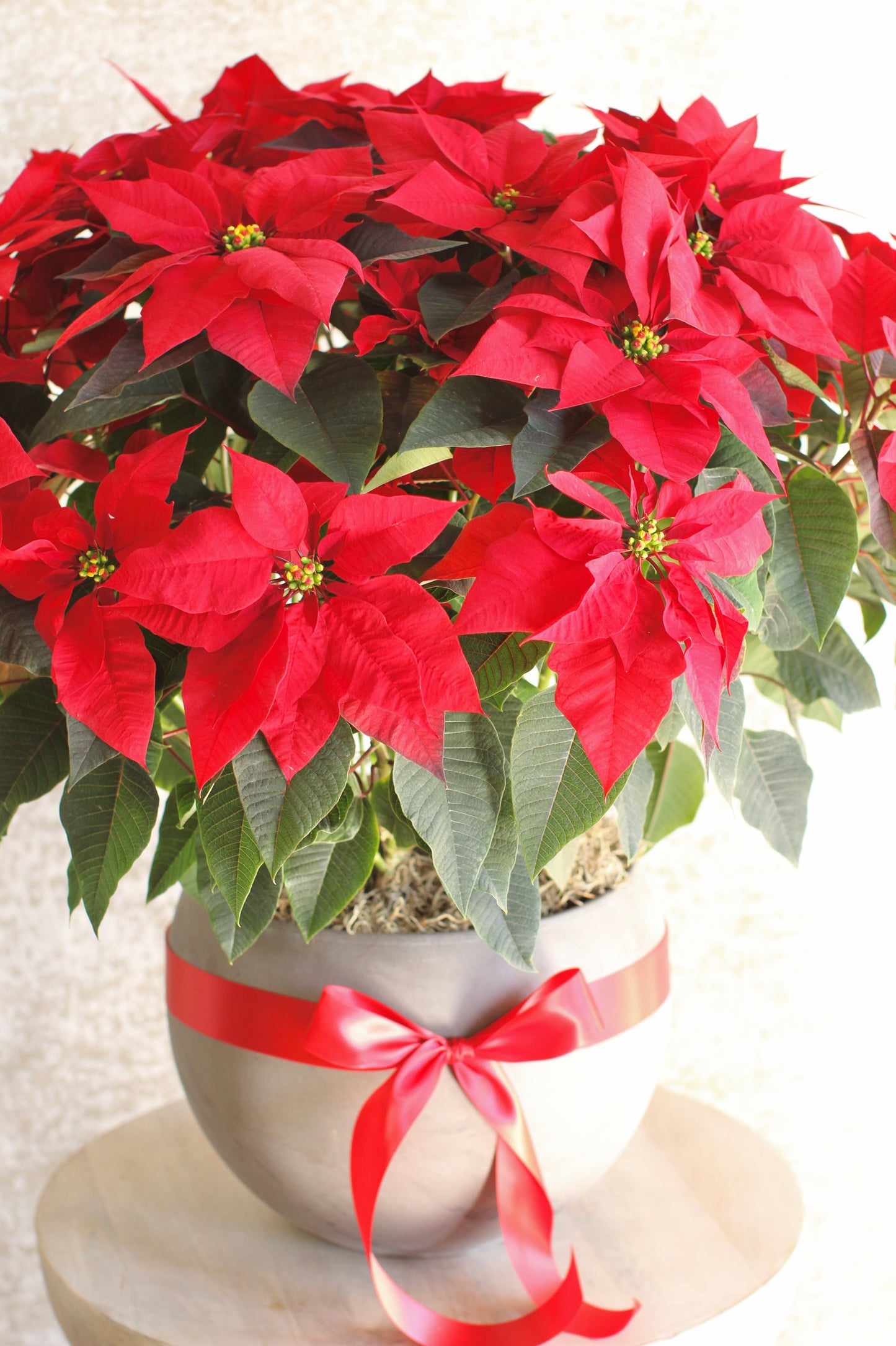 Potted Poinsettia