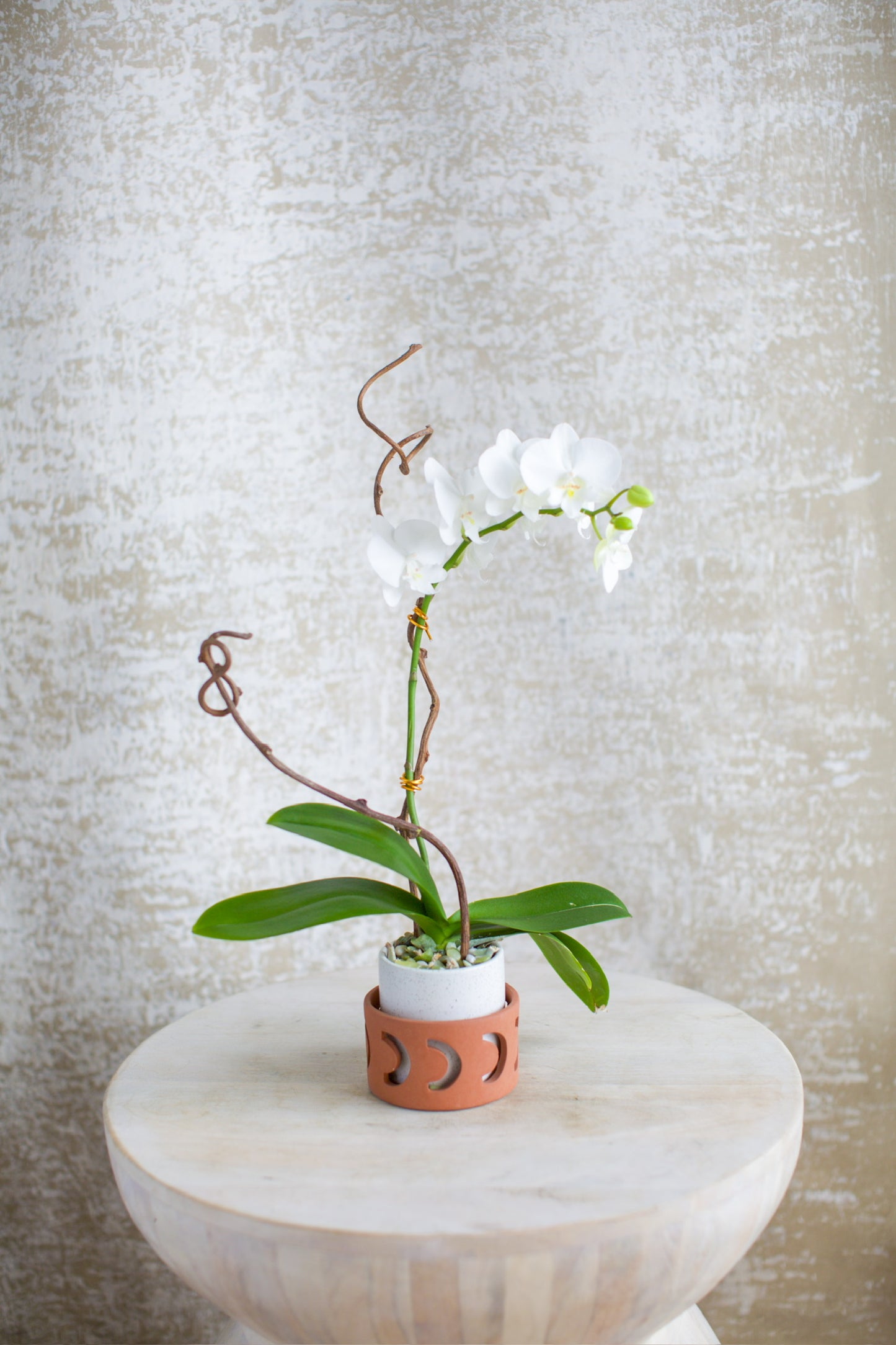 Mini Living Orchid Arrangement (White)