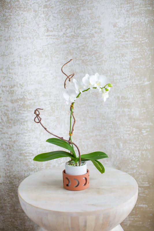 Mini Living Orchid Arrangement (White)
