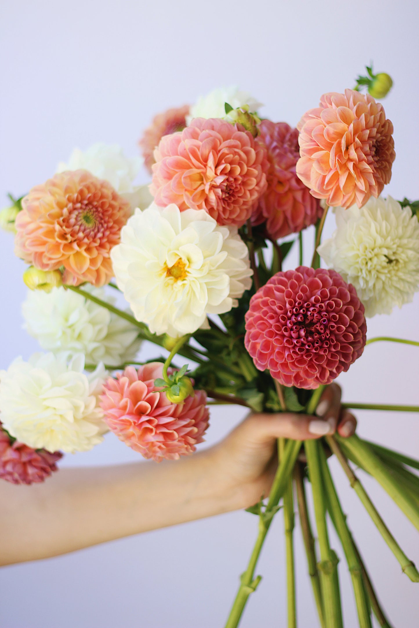Bundle of Dahlias- Limited Time Only!