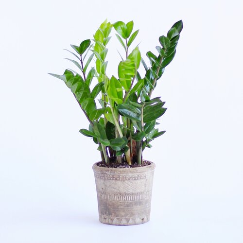 Air Purifying ZZ Plant