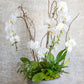 Large Living Orchid Arrangement