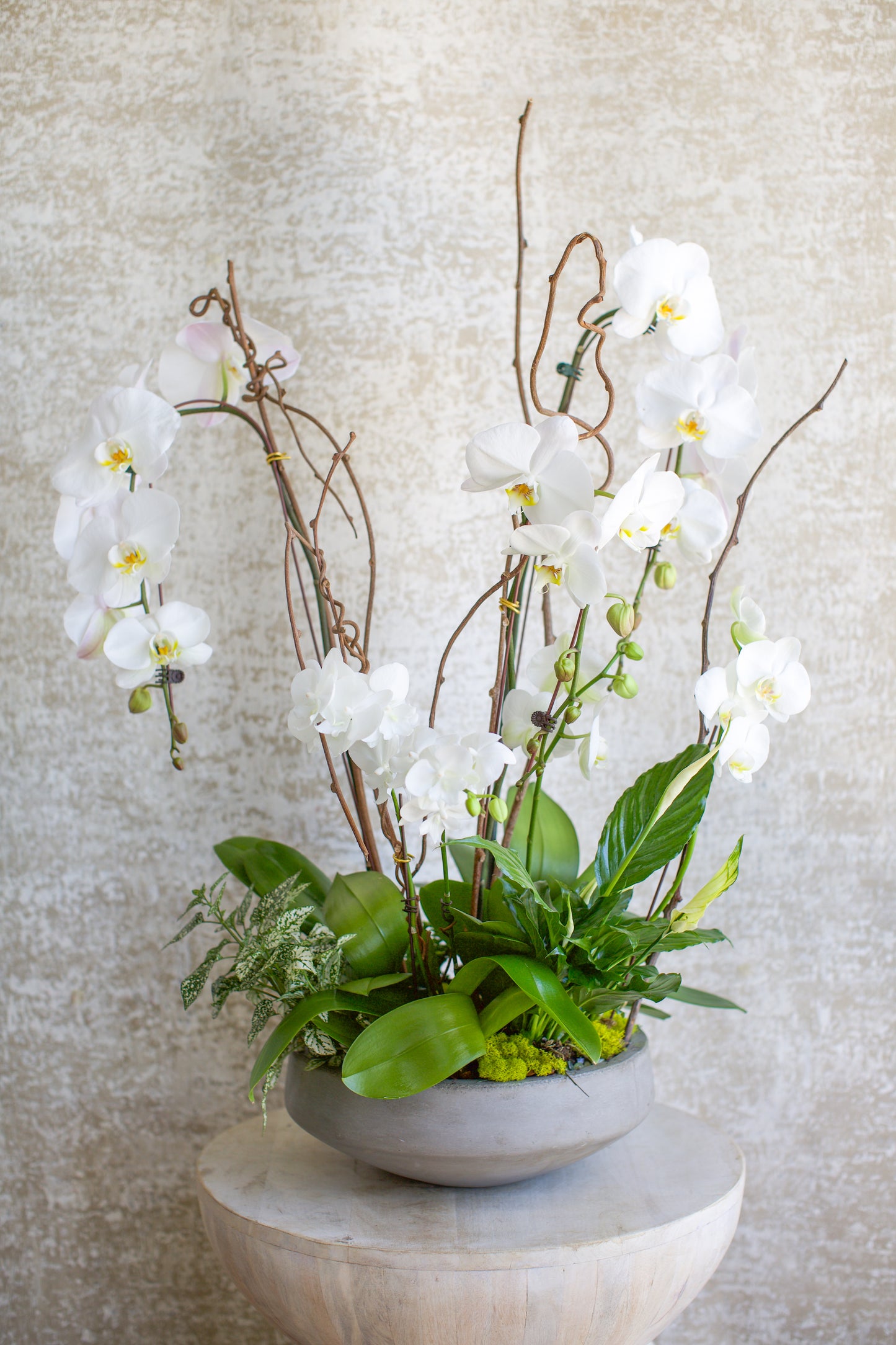 Large Living Orchid Arrangement