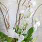 Large Living Orchid Arrangement