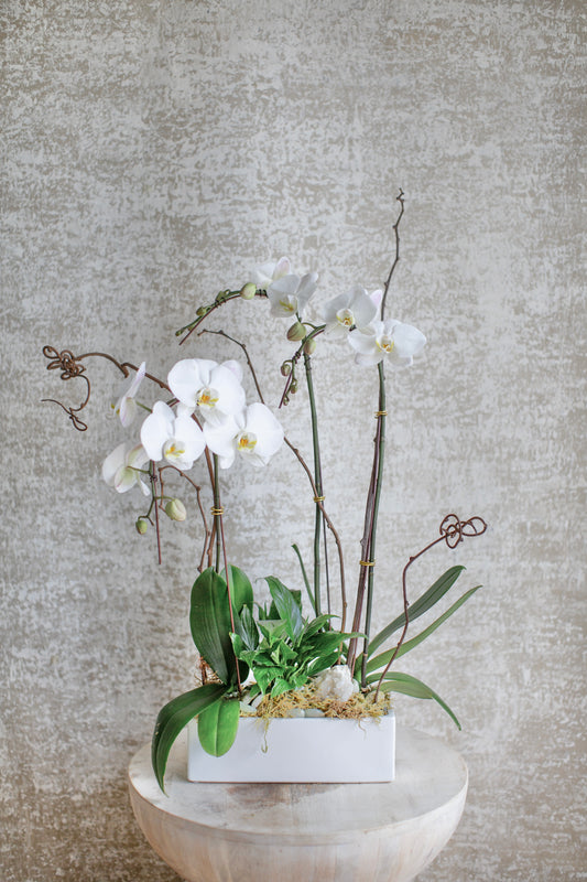 Medium Living Orchid Arrangement