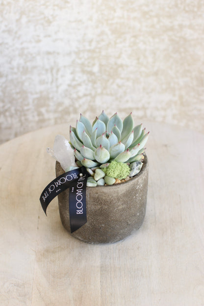 rock succulent flower Succulent Rock Garden – The Bloom Of Time