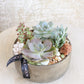 Succulent Rock Garden