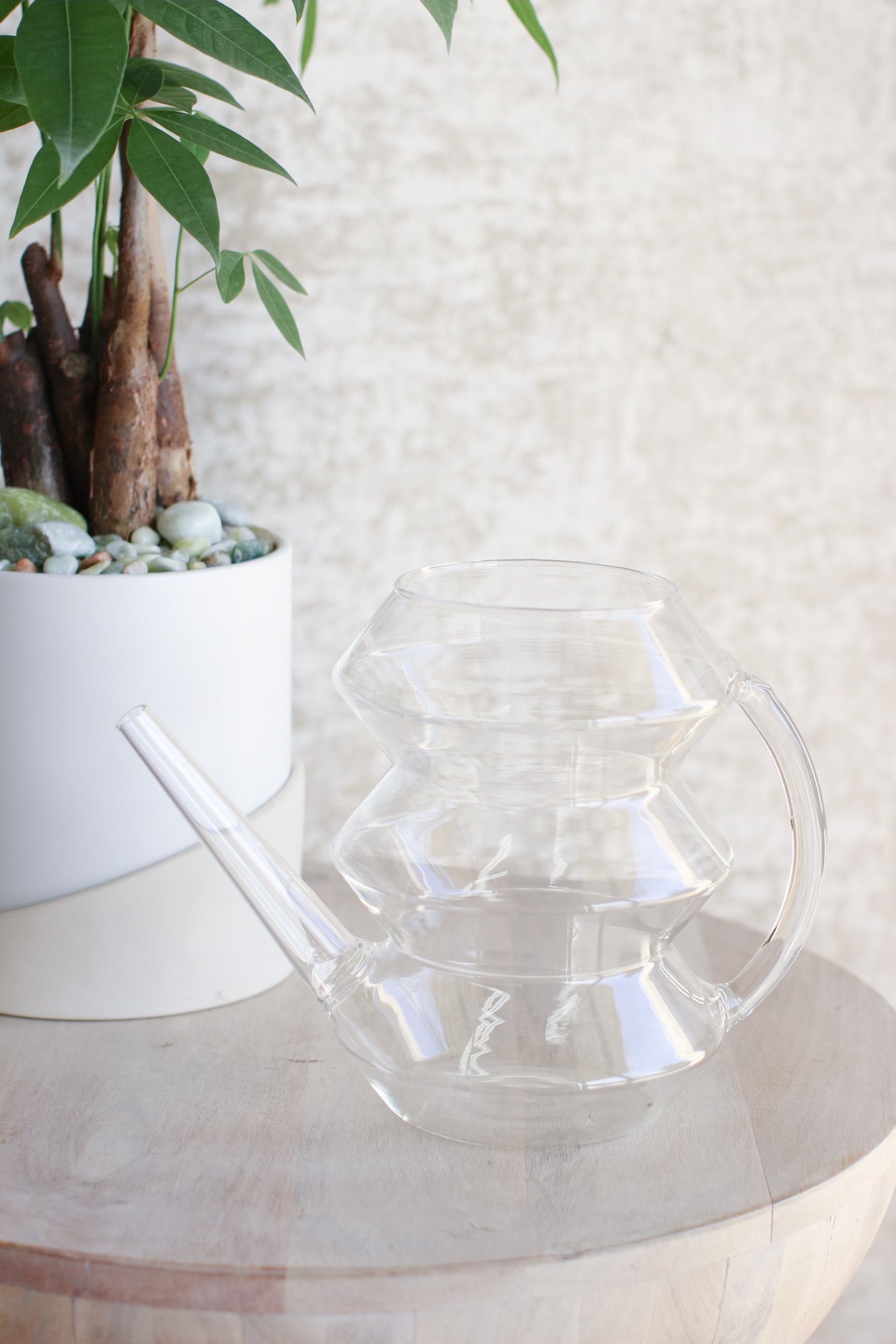 money tree plant watering Positive Energy Money Tree + Watering Can Gift Set – The Bloom Of Time