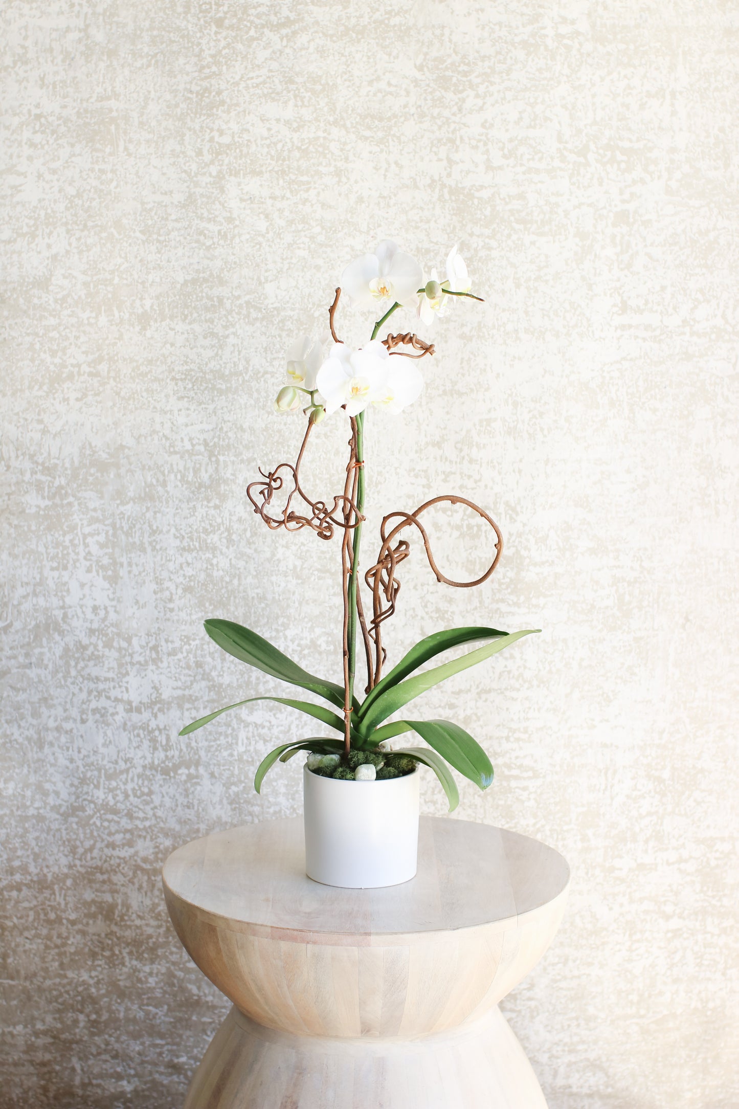 Living Orchid Arrangement