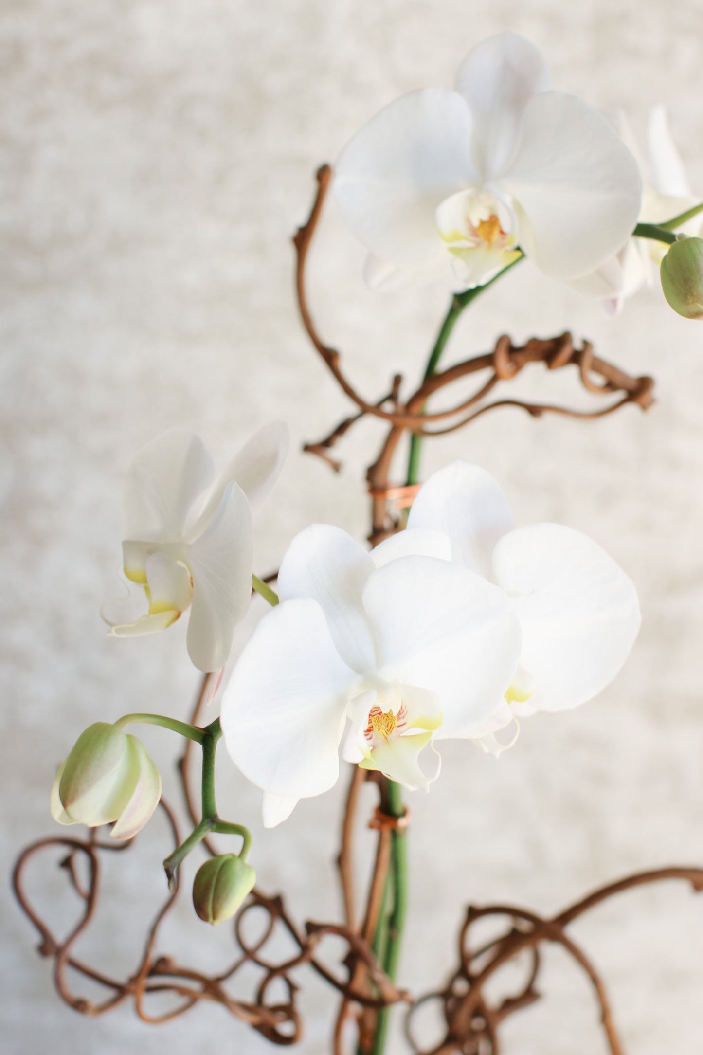 Living Orchid Arrangement