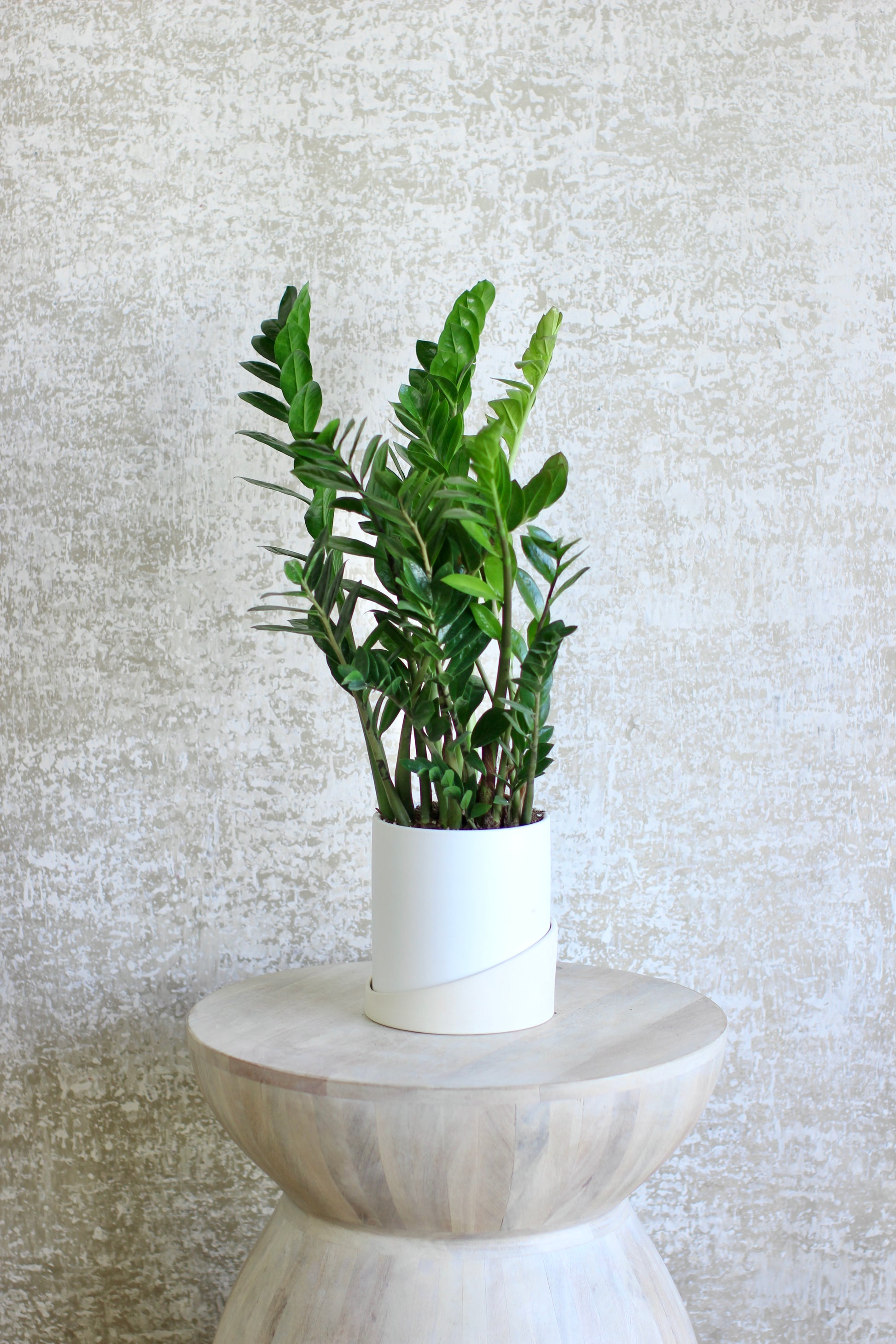 plants good for air purification Air Purifying ZZ Plant