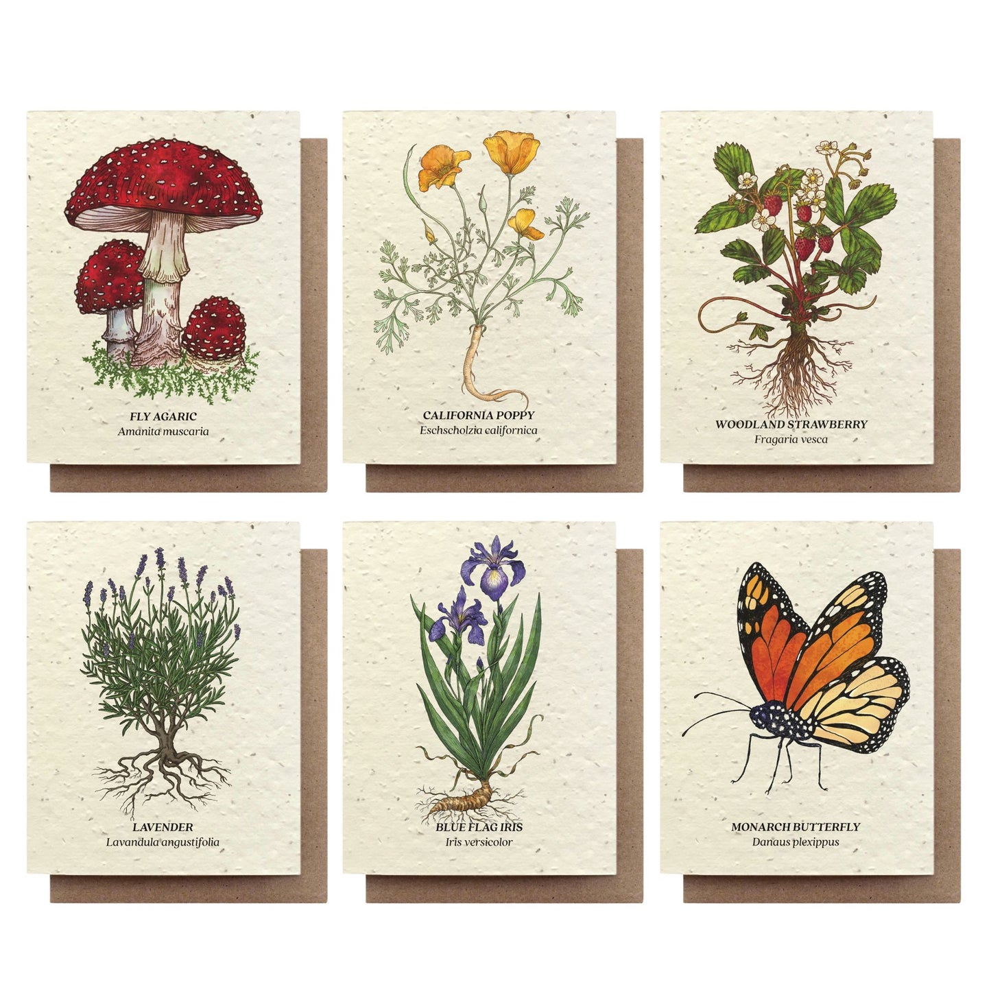 Plantable Wildflower Seed Card Add-On