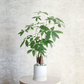 Positive Energy Money Tree
