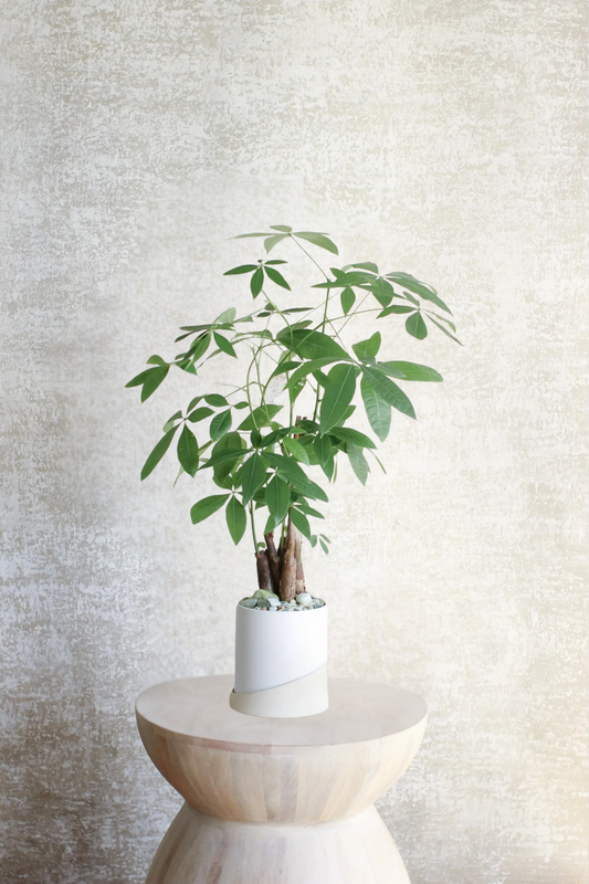 Positive Energy Money Tree