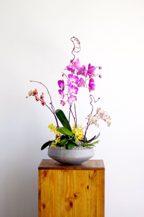 Large Living Orchid Arrangement