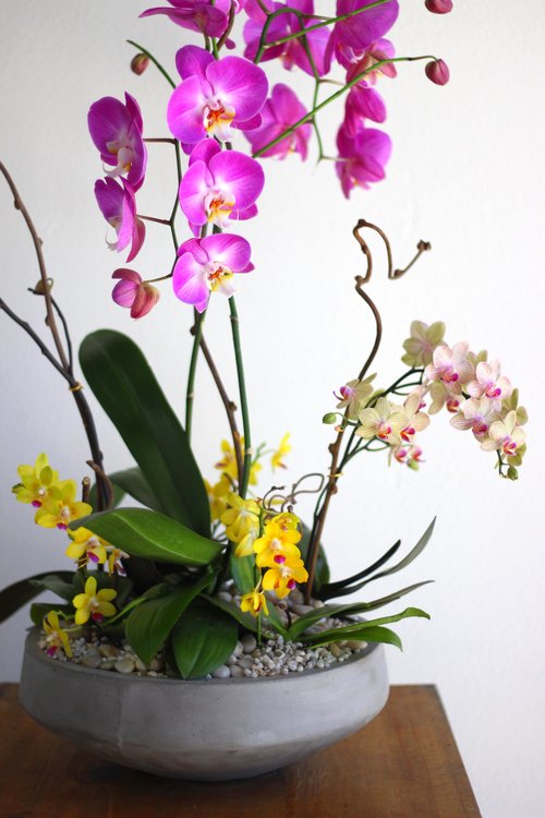 Living Orchid Subscription: Save 10%