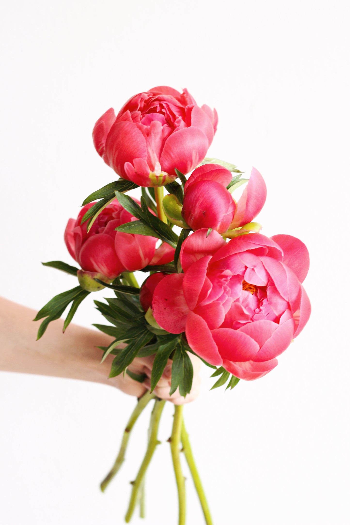 Seasonal Peonies - Limited Time Only!