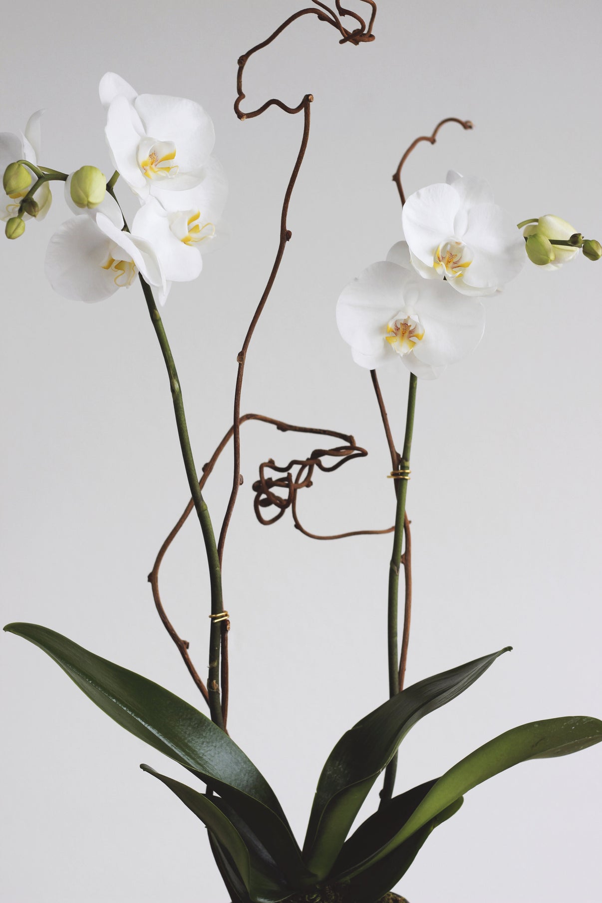 Living Orchid Subscription