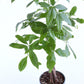 Positive Energy Money Tree