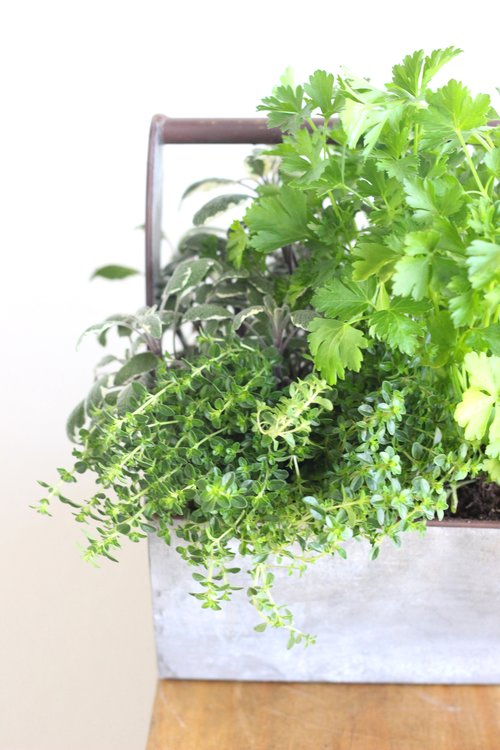 Chef's Garden Herbs