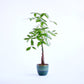 Positive Energy Money Tree