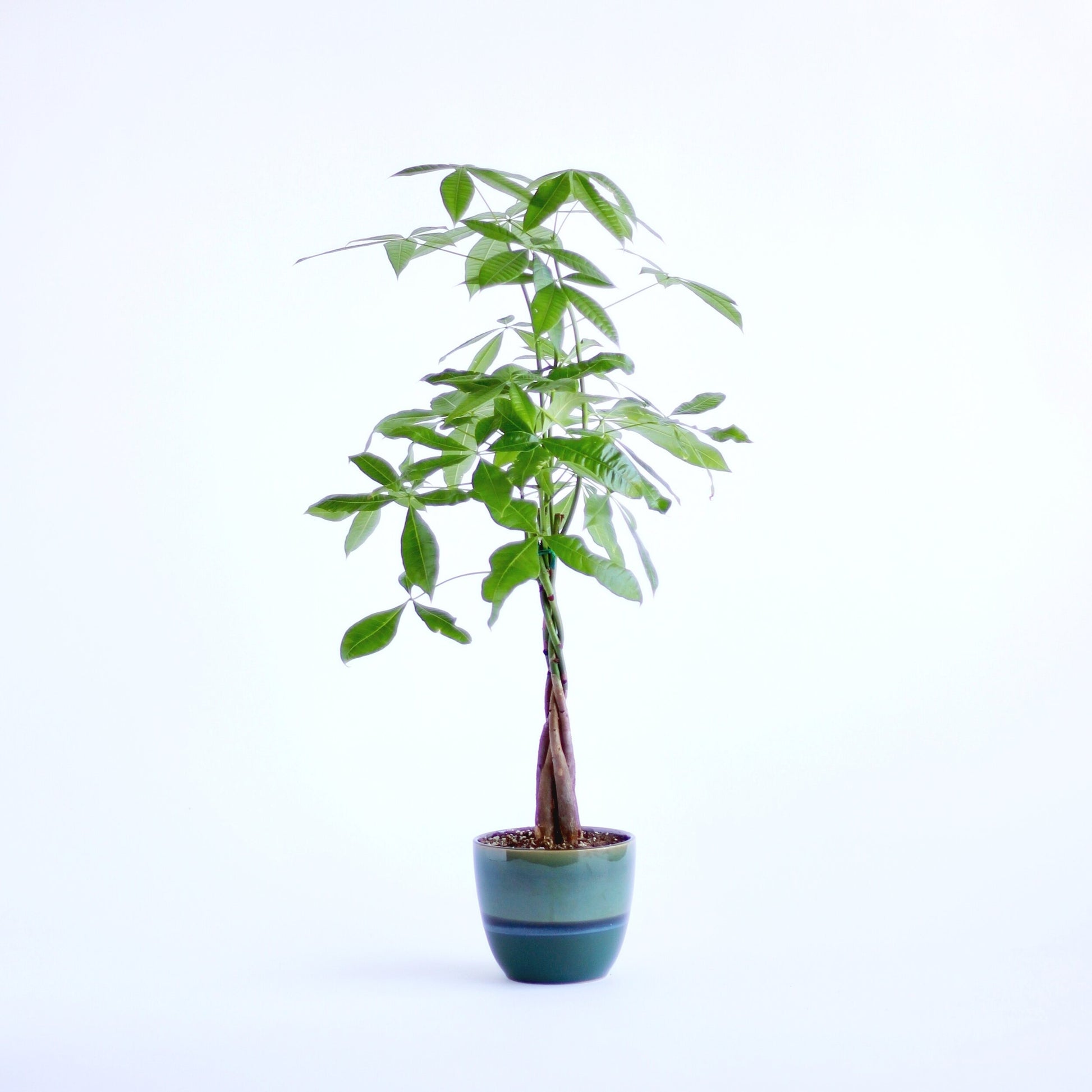 blooming money tree Positive Energy Money Tree – The Bloom Of Time